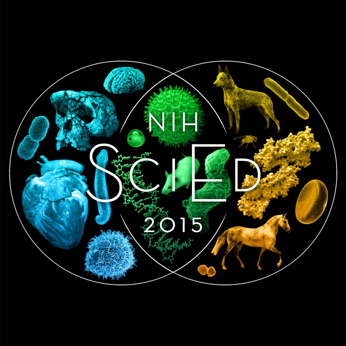 SciEd Image 4